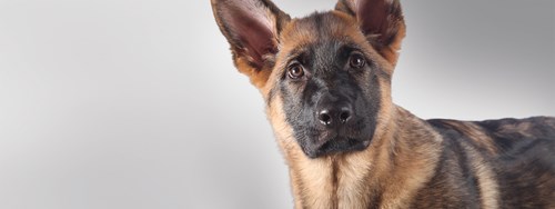 Fidelco Guide Dogs